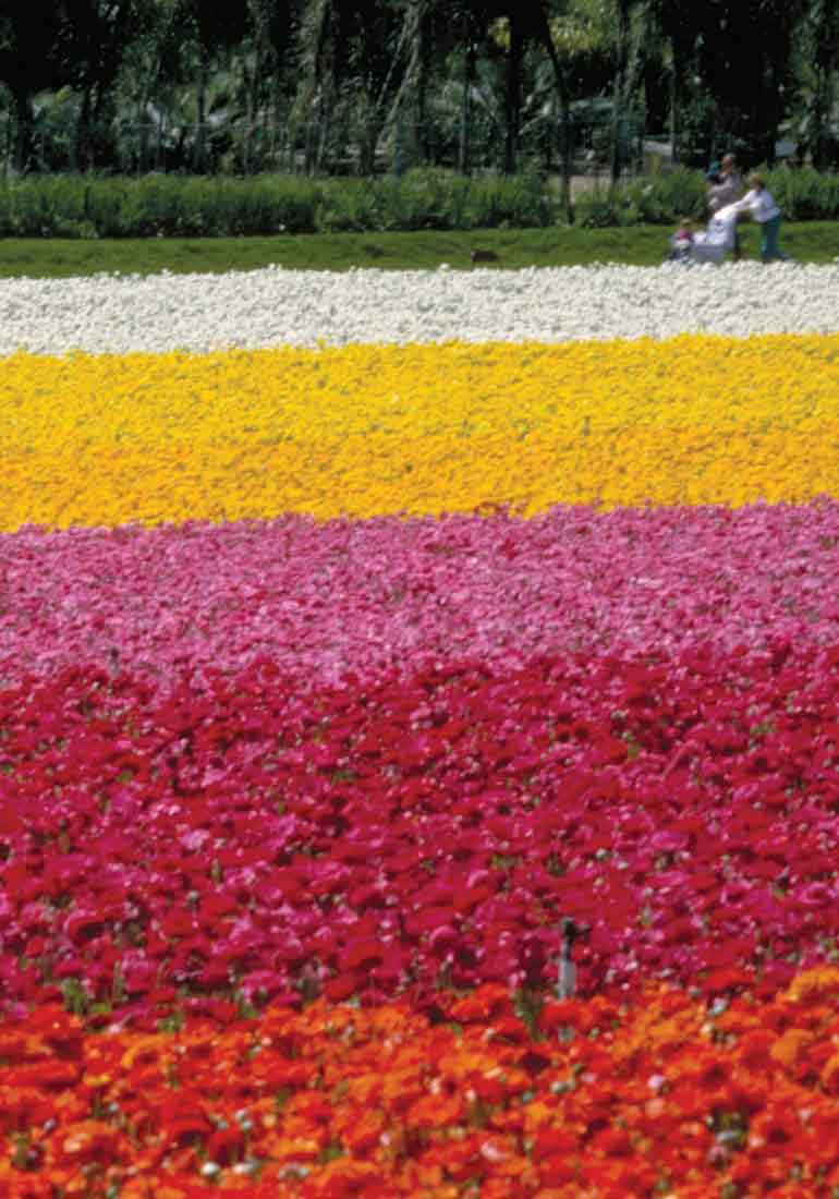 Flower fields in Carlsbad, CA